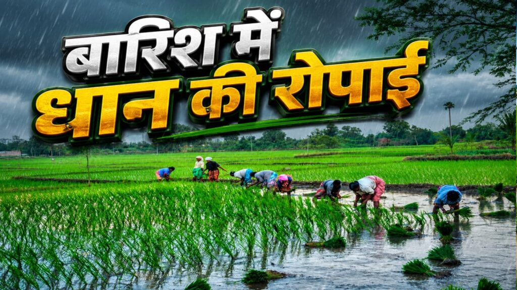 धान लगाते समय आकाशीय बिजली गिरने